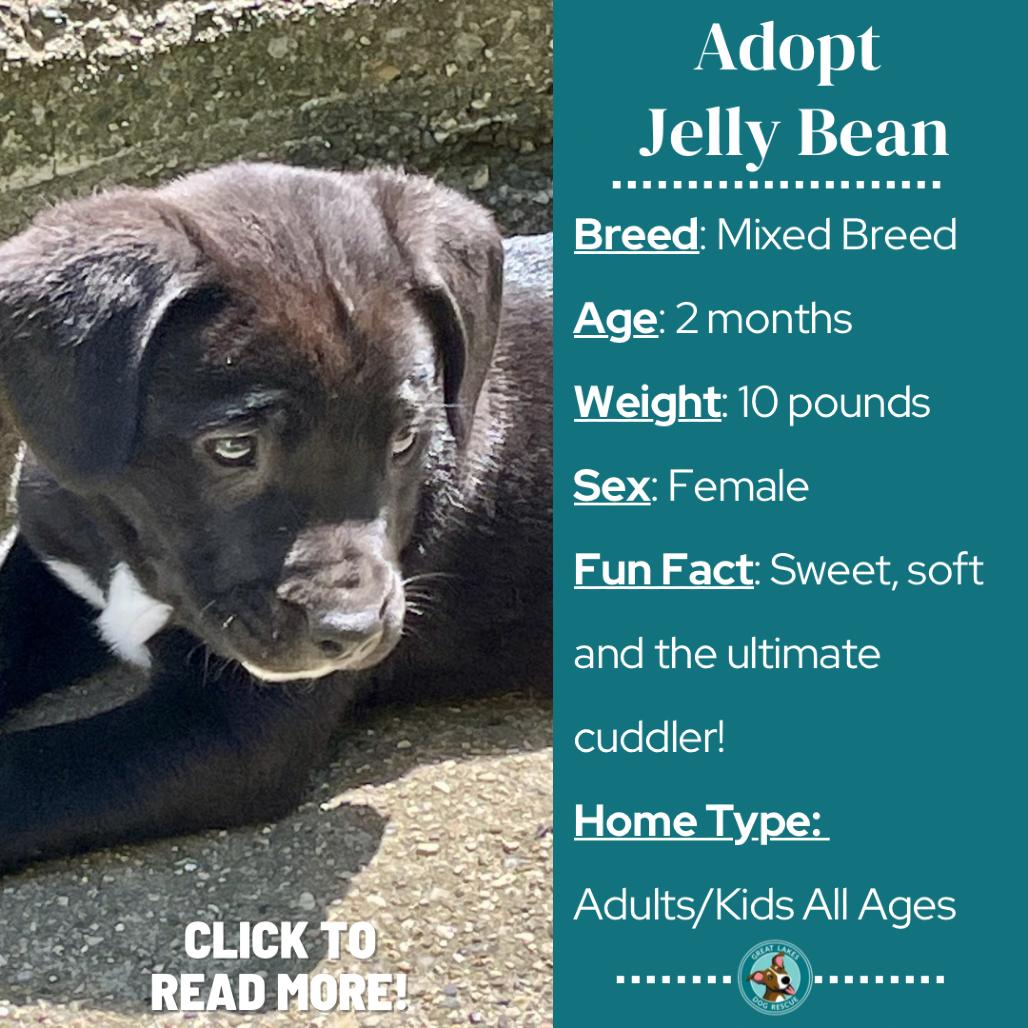 JellyBean, a Adoptable mixed breed in Metamora, MI image 4/6