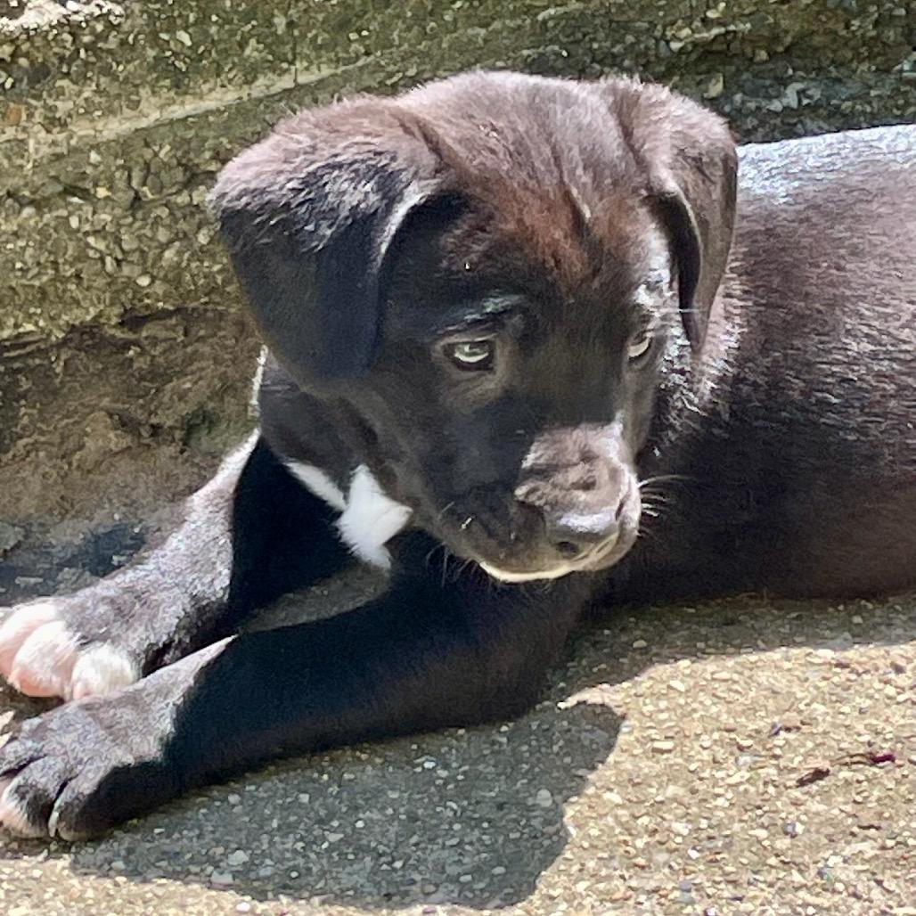 JellyBean, a Adoptable mixed breed in Metamora, MI image 6/6