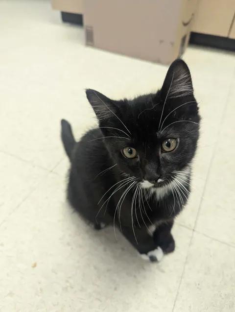Enlarge Little Turkey, a Adopted Domestic Short Hair in Brooks, AB image 3/6