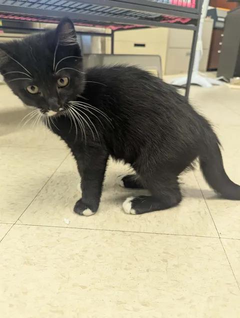 Enlarge Little Turkey, a Adopted Domestic Short Hair in Brooks, AB image 2/6