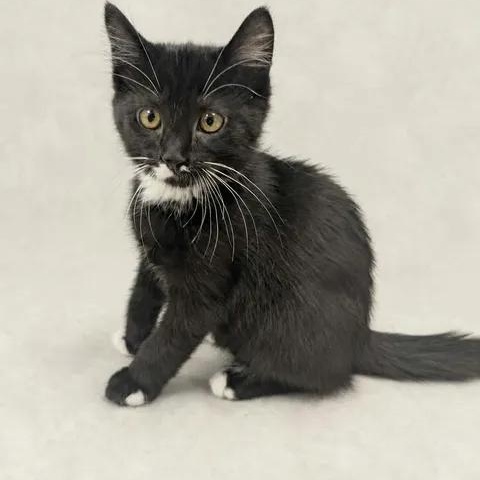 Little Turkey, Adopted, Kitten Male Domestic Short Hair.