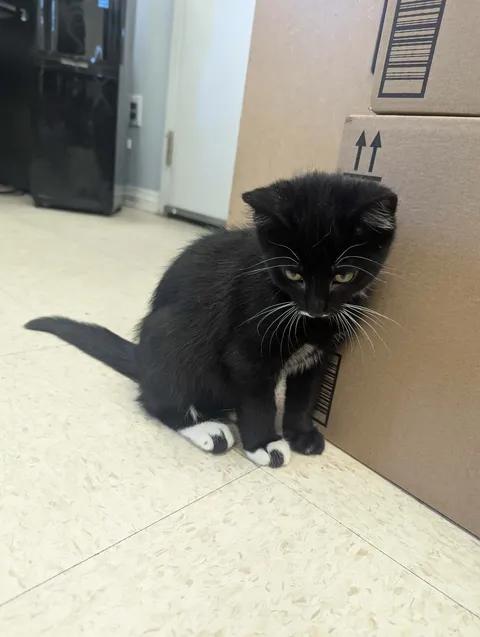 Enlarge Little Turkey, a Adopted Domestic Short Hair in Brooks, AB image 6/6