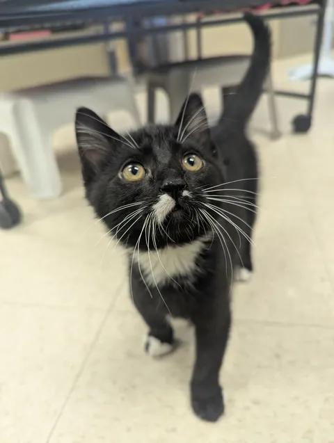 Enlarge Little Turkey, a Adopted Domestic Short Hair in Brooks, AB image 5/6