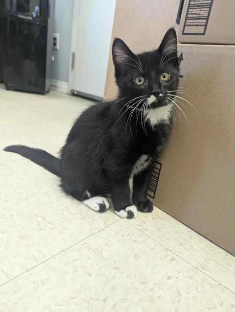 Enlarge Little Turkey, a Adopted Domestic Short Hair in Brooks, AB image 4/6
