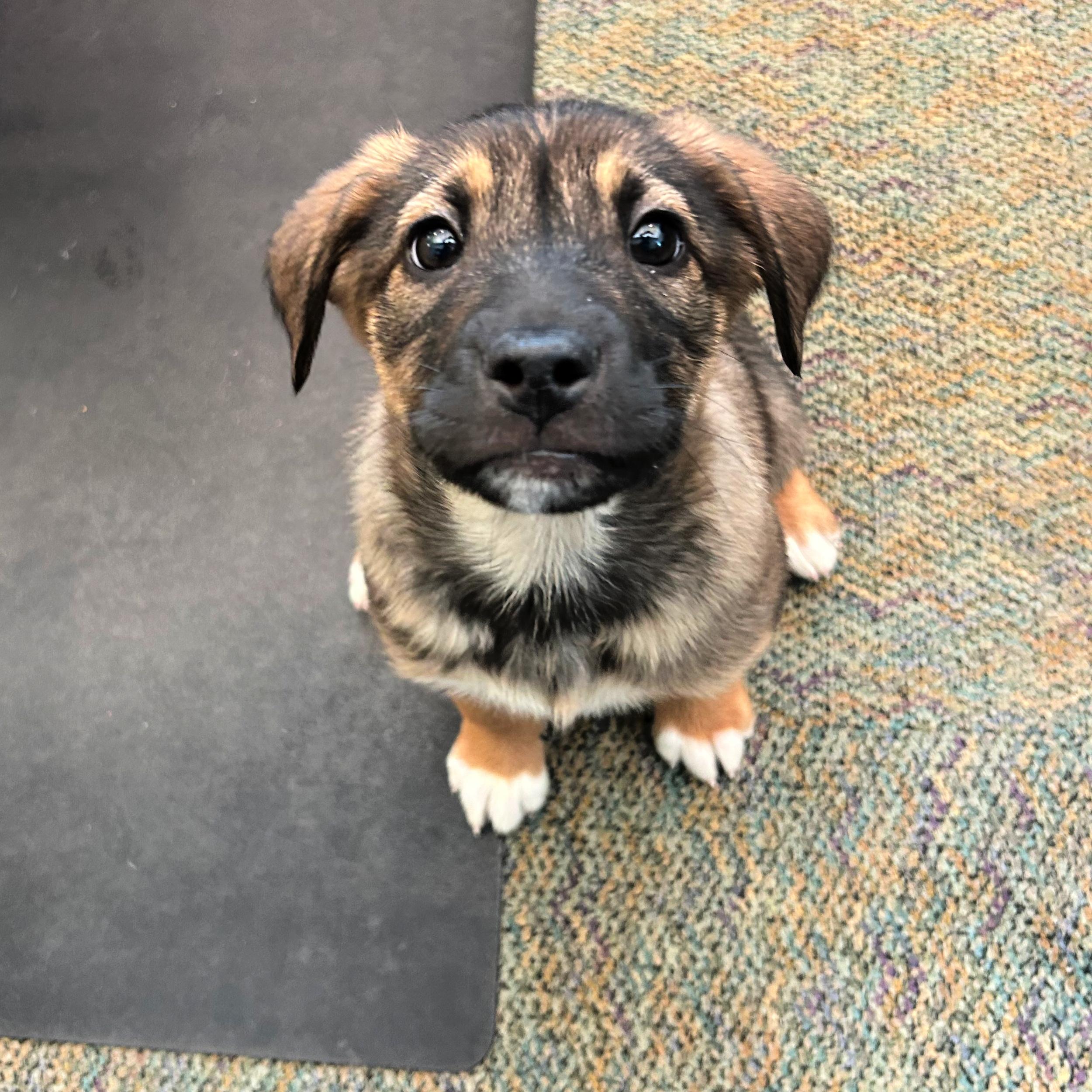 Enlarge Milky Way, an adopted mixed breed in Lindon, UT image 1/5