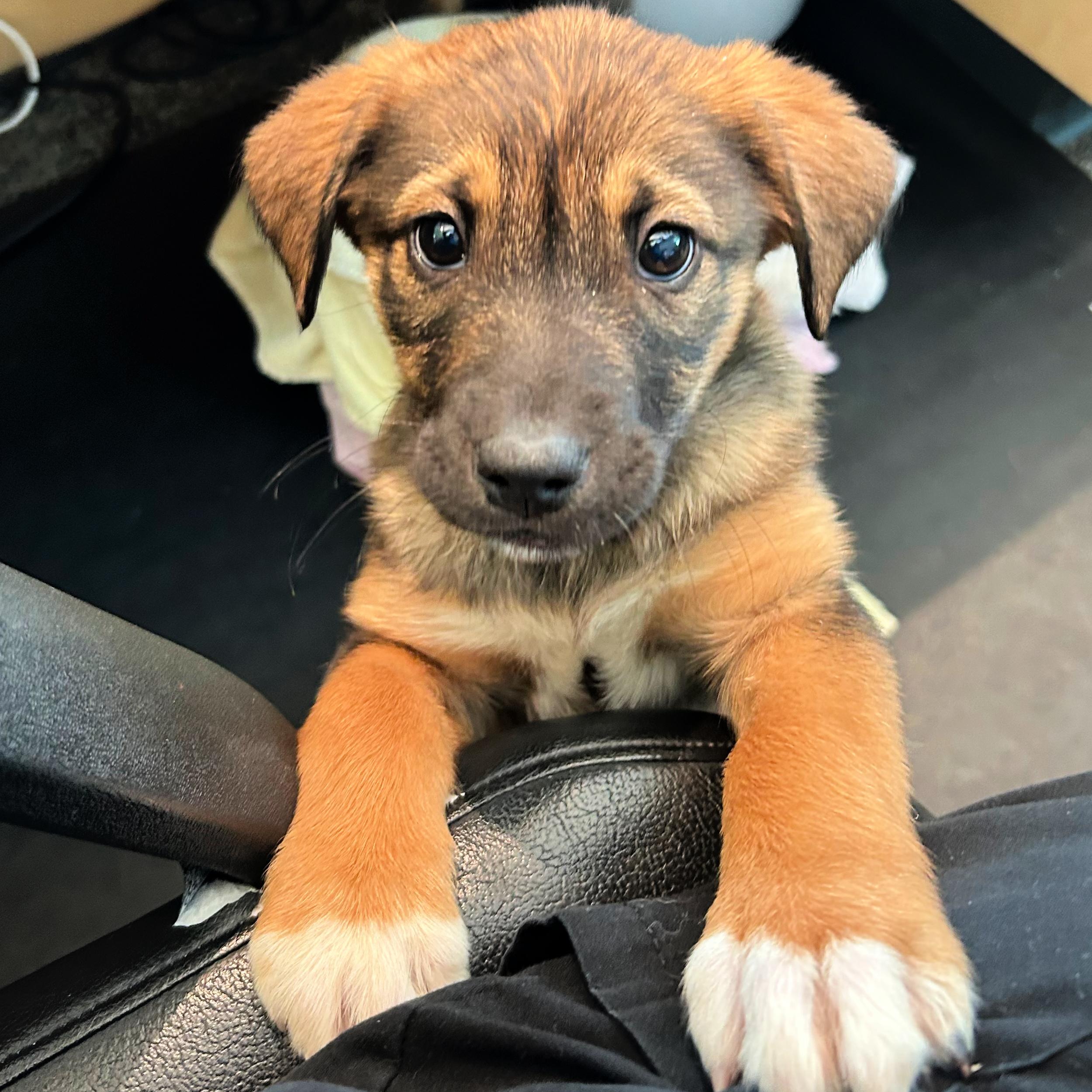 Enlarge Milky Way, an adopted mixed breed in Lindon, UT image 5/5