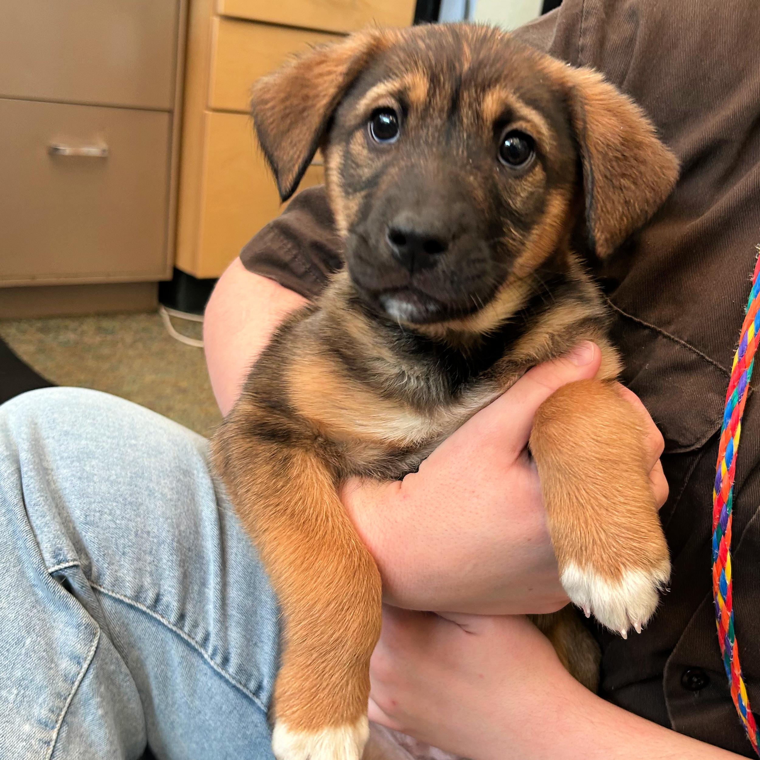 Enlarge Milky Way, an adopted mixed breed in Lindon, UT image 4/5