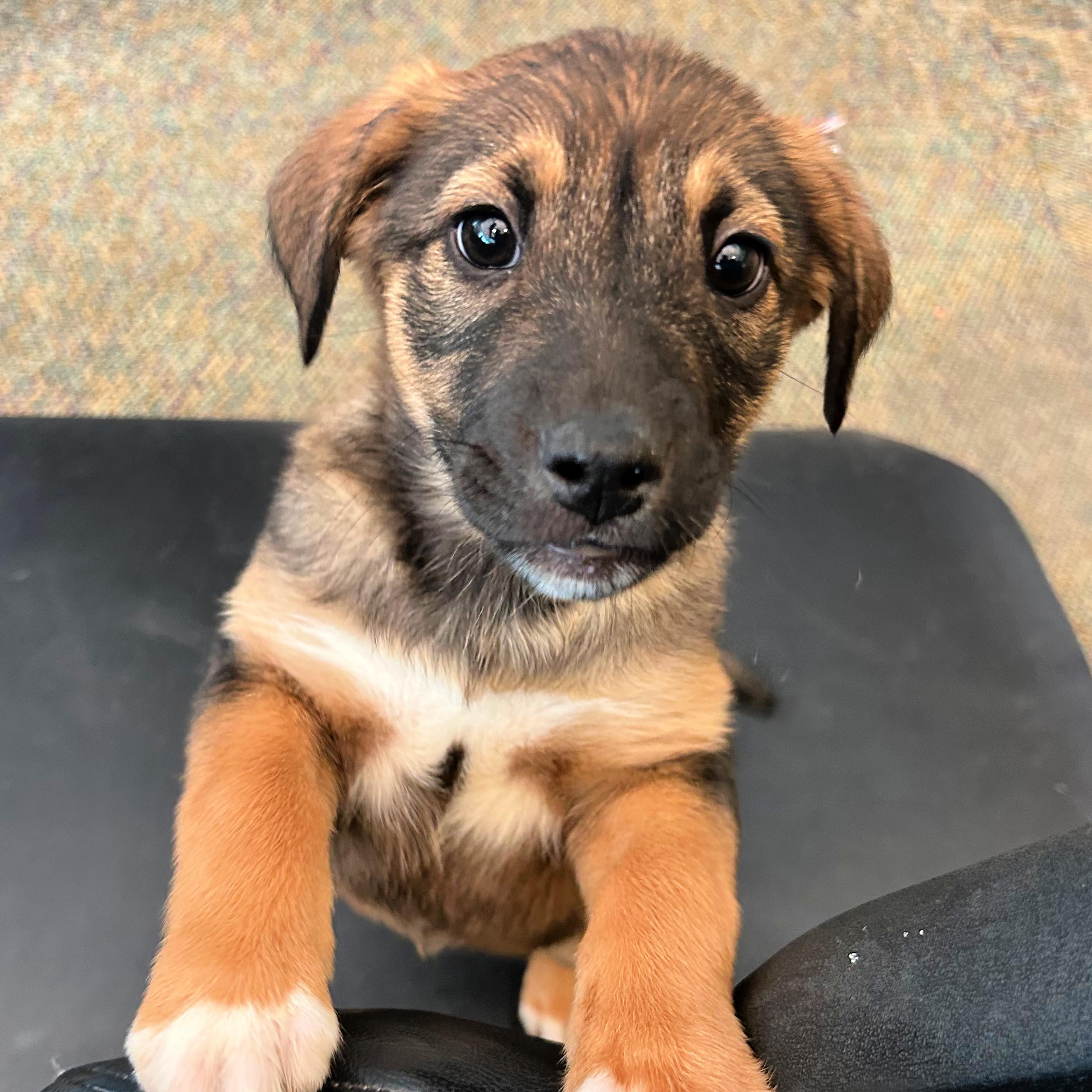 Enlarge Milky Way, an adopted mixed breed in Lindon, UT image 3/5