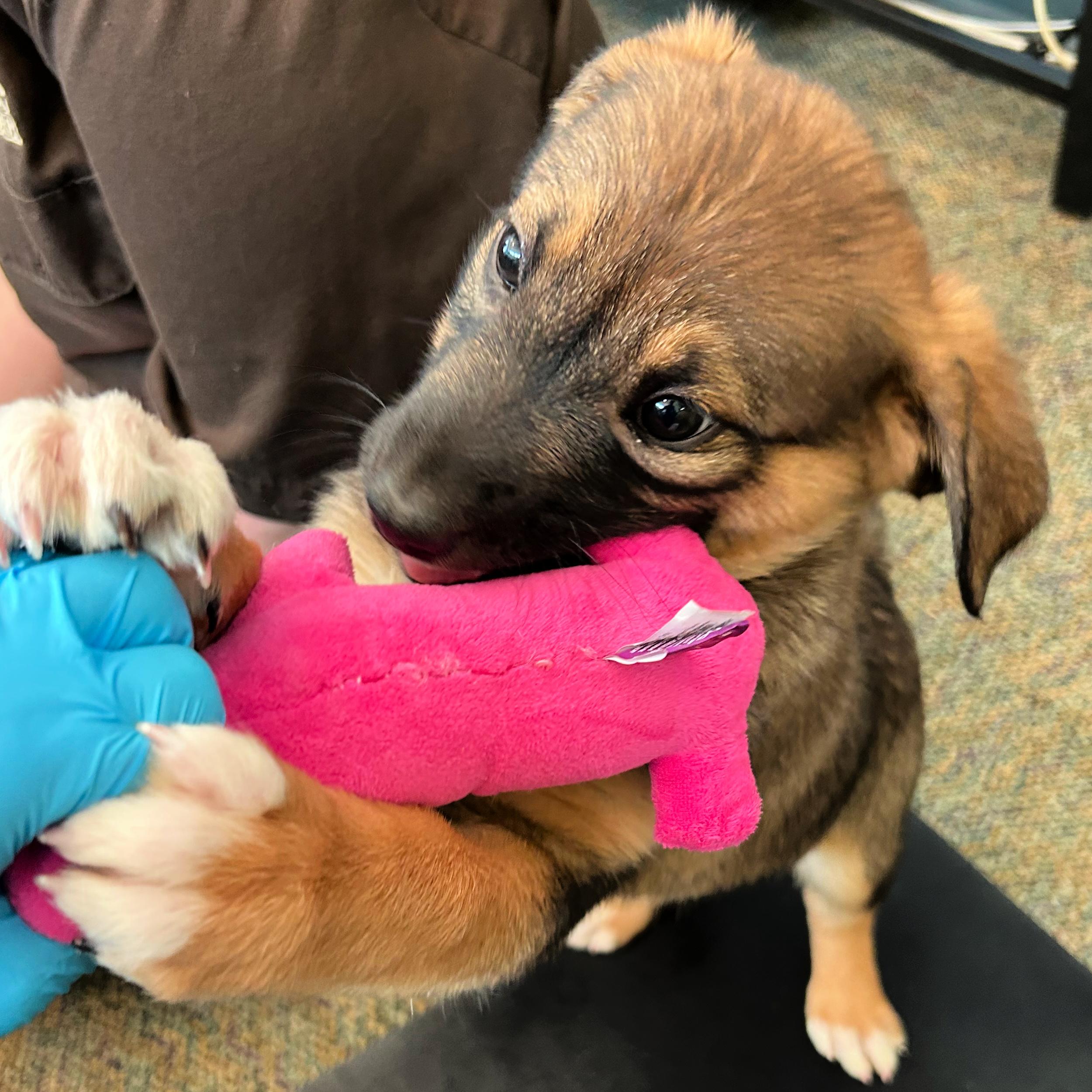 Enlarge Milky Way, an adopted mixed breed in Lindon, UT image 2/5