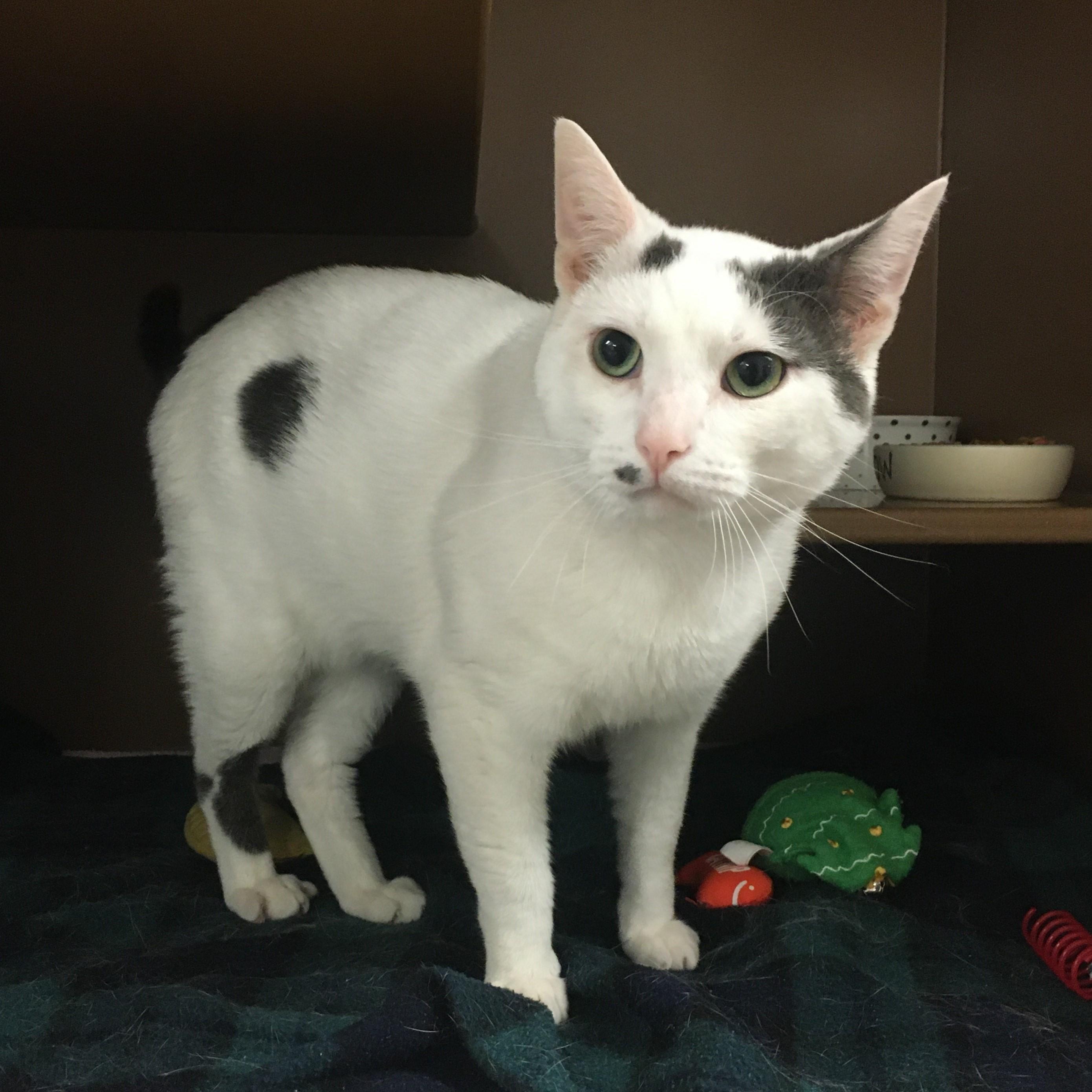 Chaplin, Adult Male Domestic Short Hair