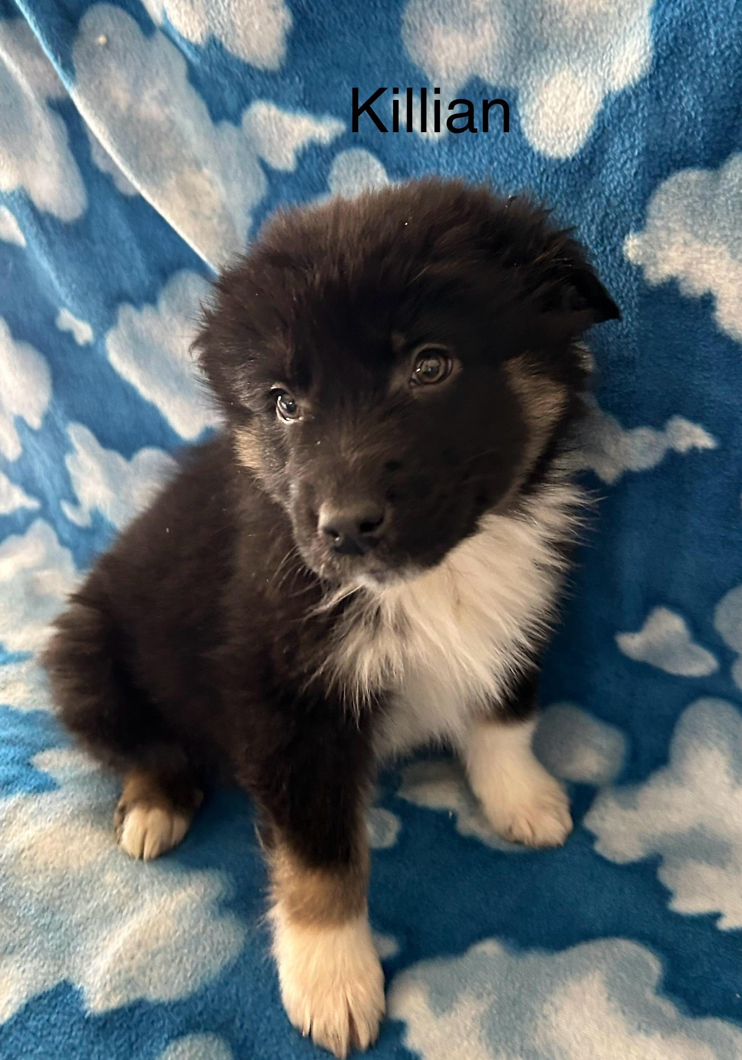 Enlarge Killian, a ADOPTABLE mixed breed in O'Fallon, MO image 3/3