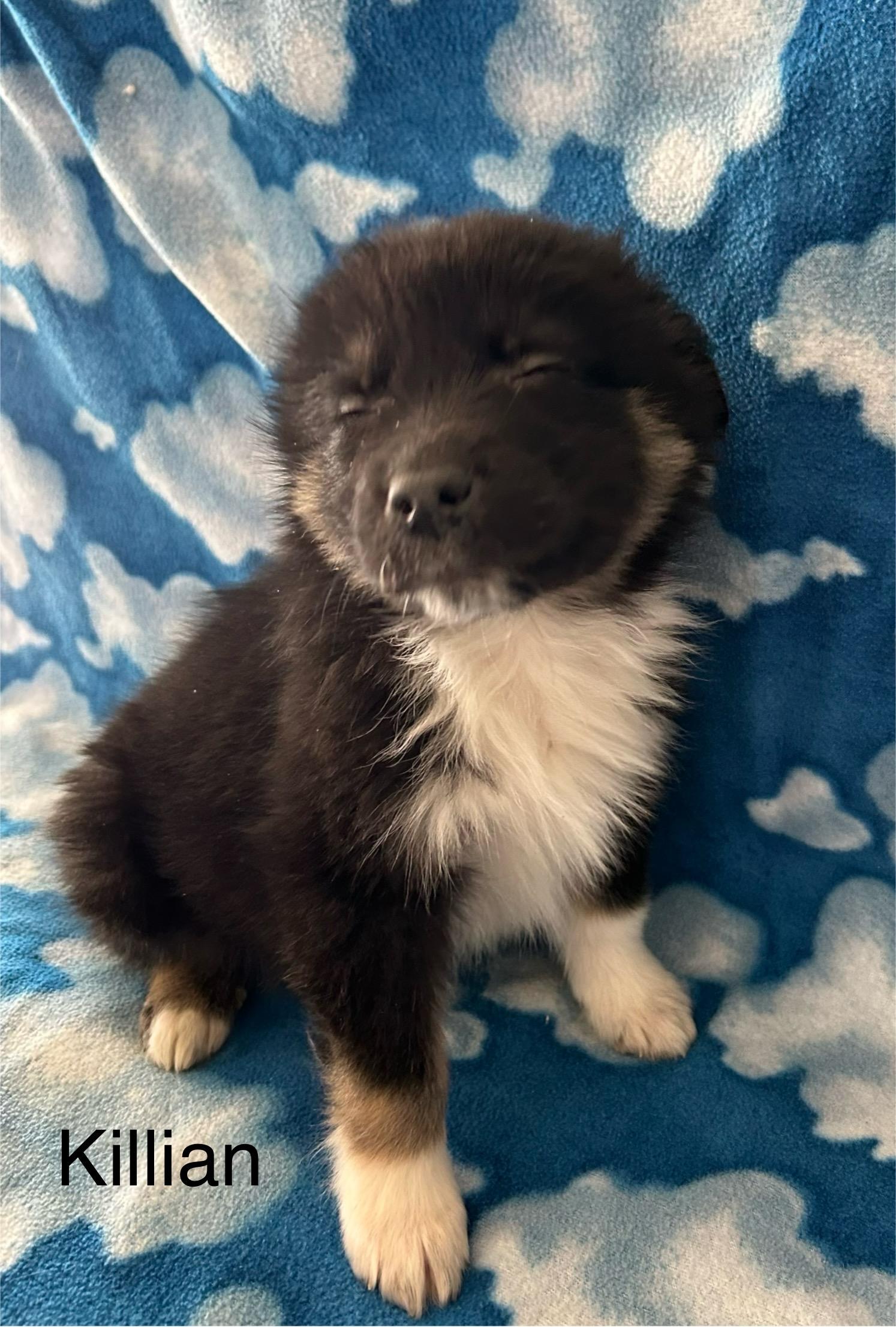 Enlarge Killian, a ADOPTABLE mixed breed in O'Fallon, MO image 2/3