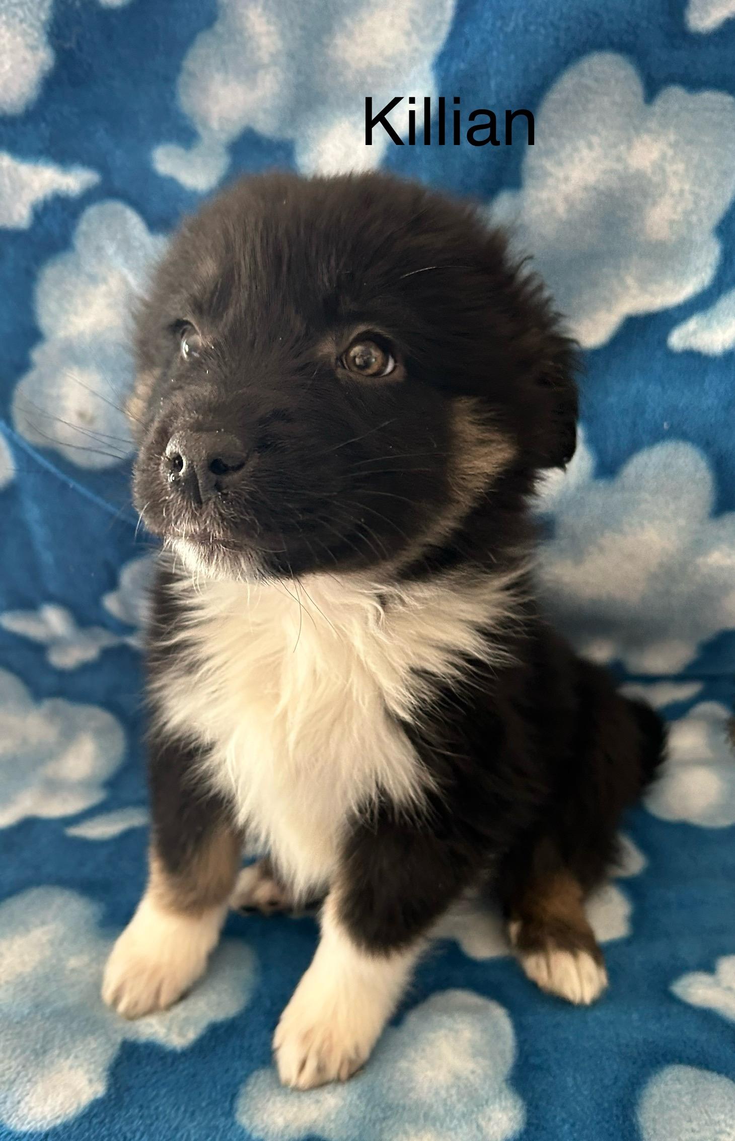 Killian, ADOPTABLE, Young Male Great Pyrenees & Australian Shepherd.