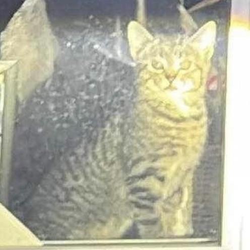 Enlarge Ninja, a Adoptable Domestic Short Hair in Philadelphia, PA image 2/3