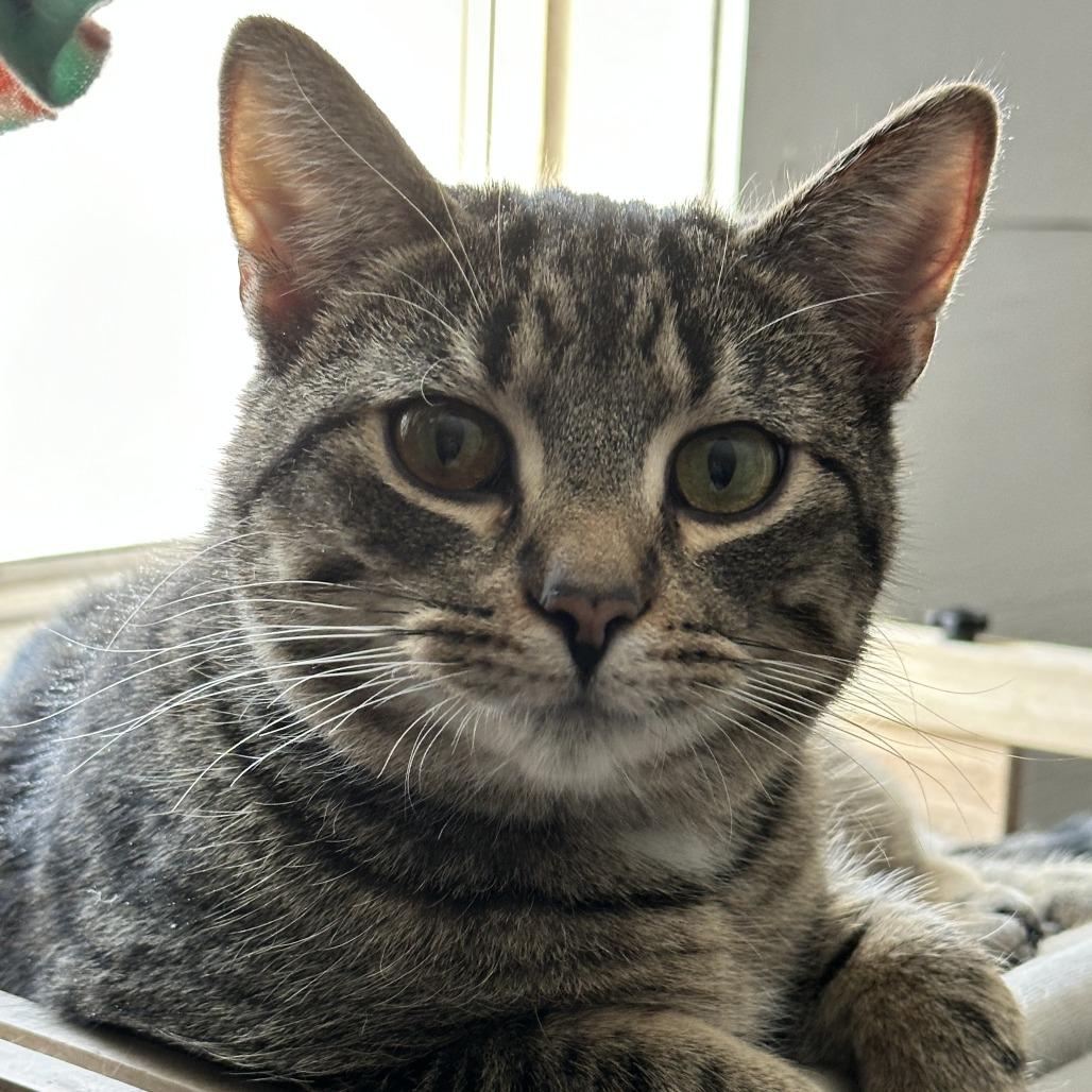 Enlarge Ninja, a Adoptable Domestic Short Hair in Philadelphia, PA image 3/3