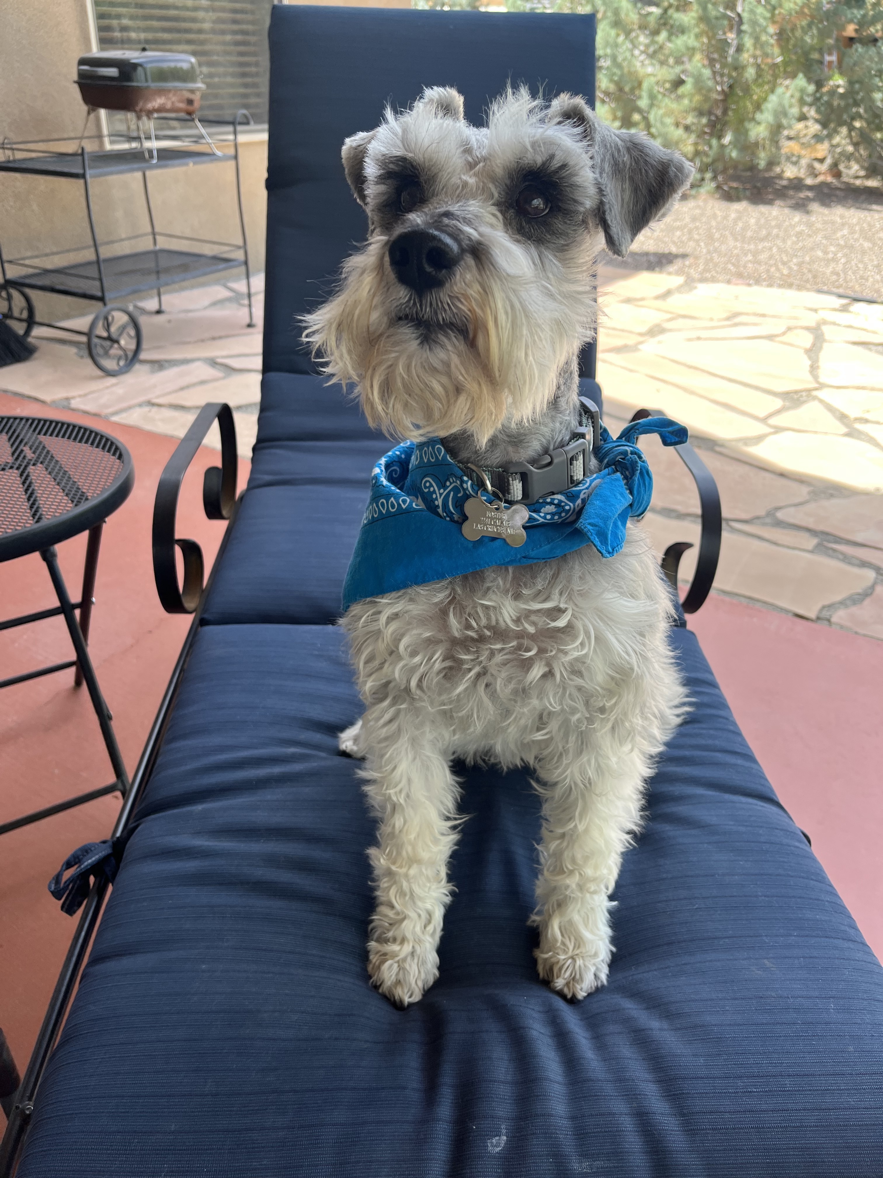 BENJI, a Adopted Miniature Schnauzer in Las Cruces, NM image 1/6