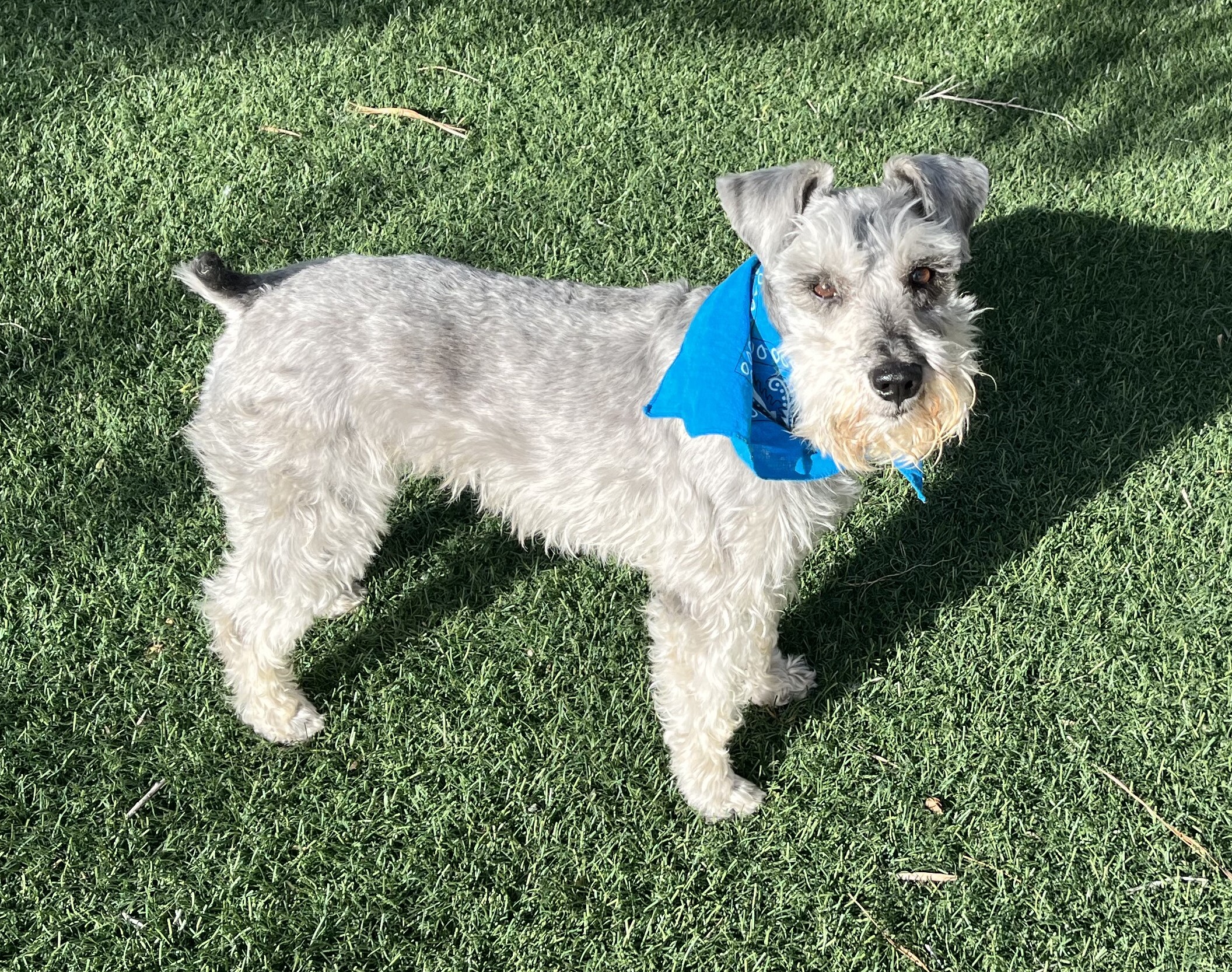 BENJI, a Adopted Miniature Schnauzer in Las Cruces, NM image 2/6