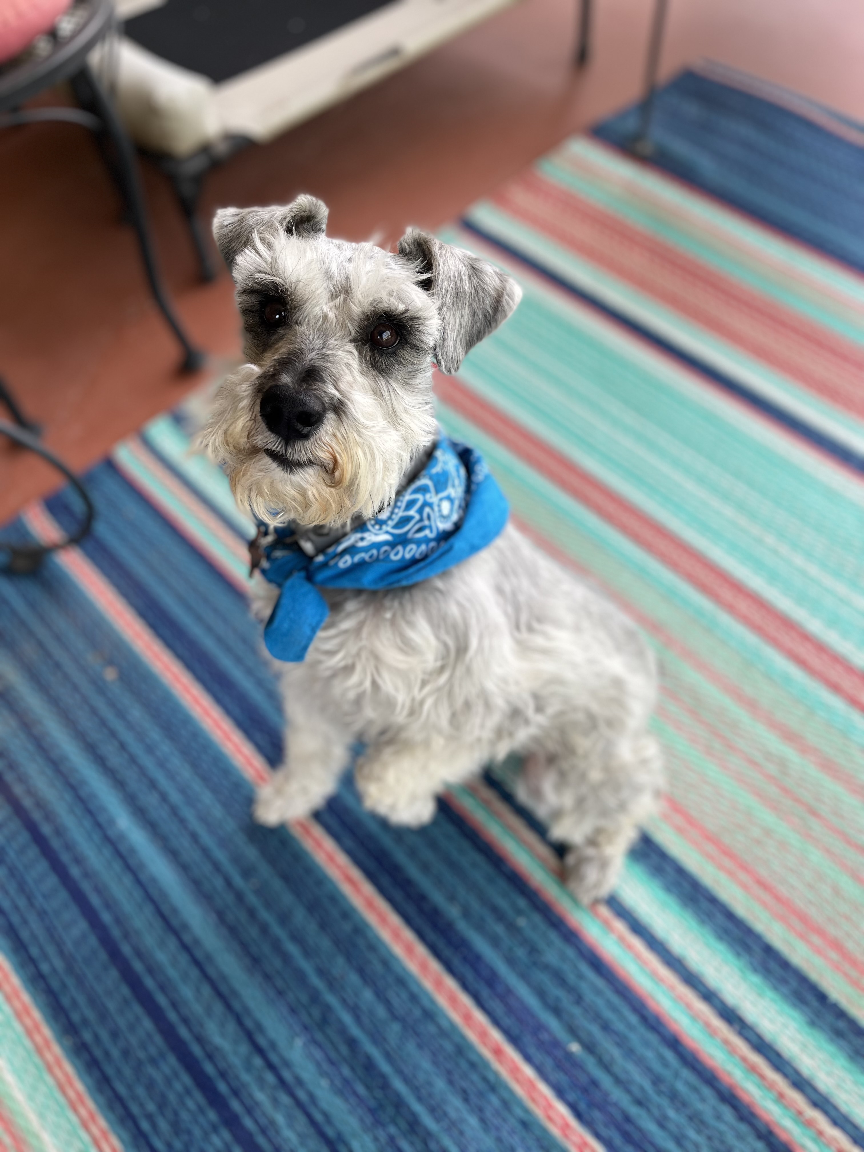 BENJI, a Adopted Miniature Schnauzer in Las Cruces, NM image 3/6
