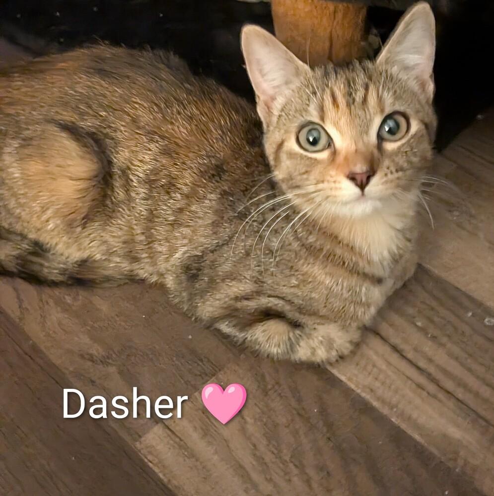 Enlarge Dasher w/ Dancer, a Adoptable mixed breed in Duxbury, MA image 1/1