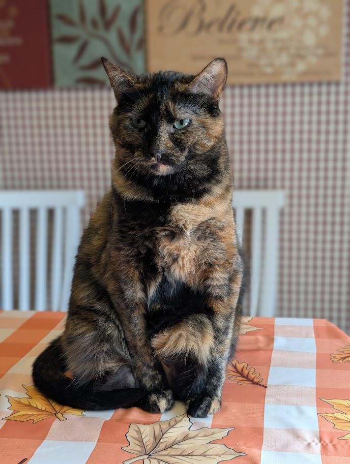 Enlarge Torrie, a Adoptable Domestic Short Hair in Kohler, WI image 1/2