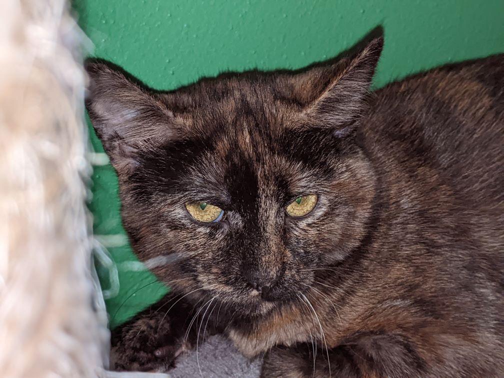Enlarge Torrie, a Adoptable Domestic Short Hair in Kohler, WI image 2/2