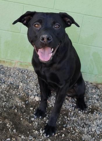 Nala, ADOPTABLE, Young Female Pit Bull Terrier.