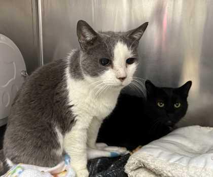 Chester, Adoptable, Adult Male Domestic Short Hair & Domestic Short Hair.