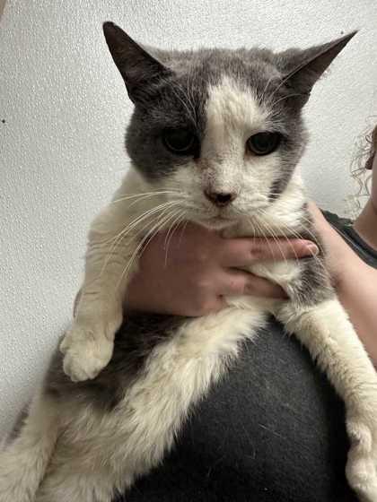 Chester, a Adoptable mixed breed in New Albany, IN image 2/3