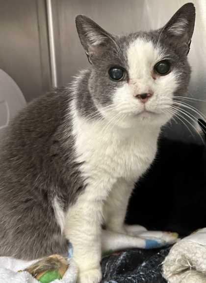 Chester, a Adoptable mixed breed in New Albany, IN image 3/3