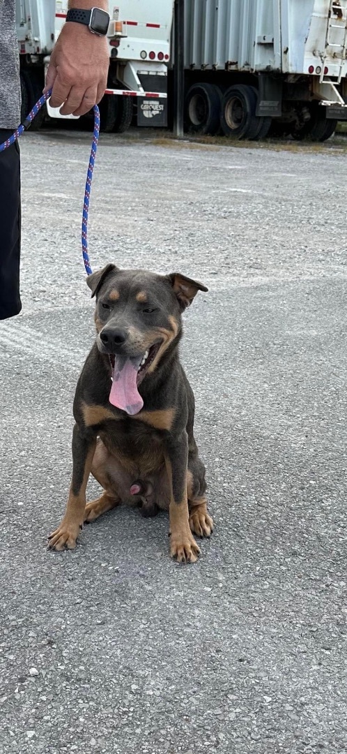 Enlarge Marvin, a Adopted Mixed Breed in Manchester, TN image 1/1