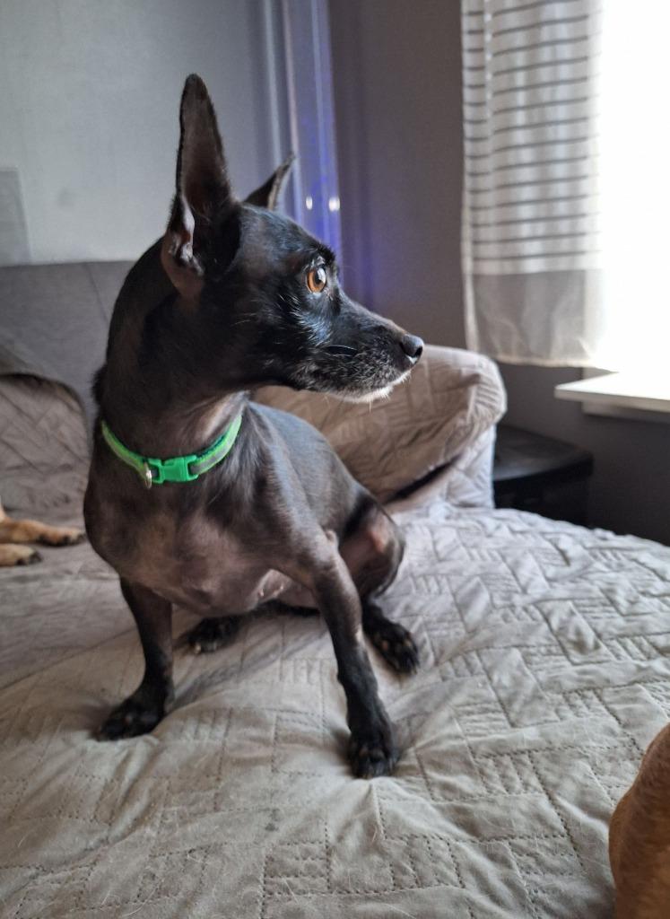 Karmen $450, Adoptable, Adult Female Chihuahua.