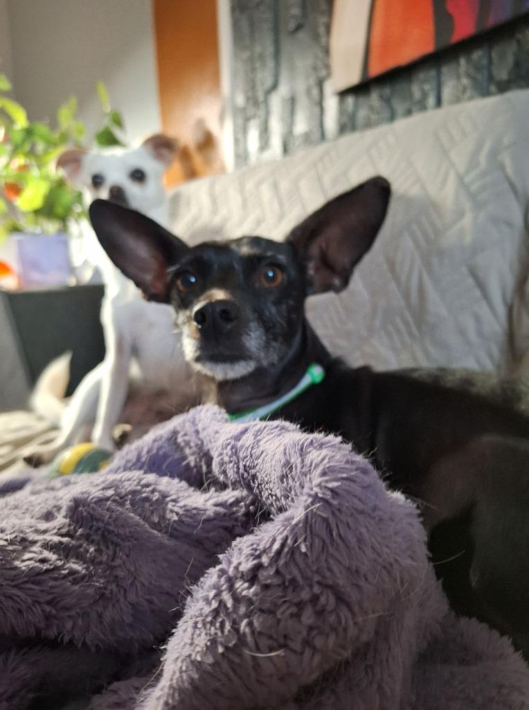 Enlarge Karmen $450, a Adoptable mixed breed in Milwaukee, WI image 1/5