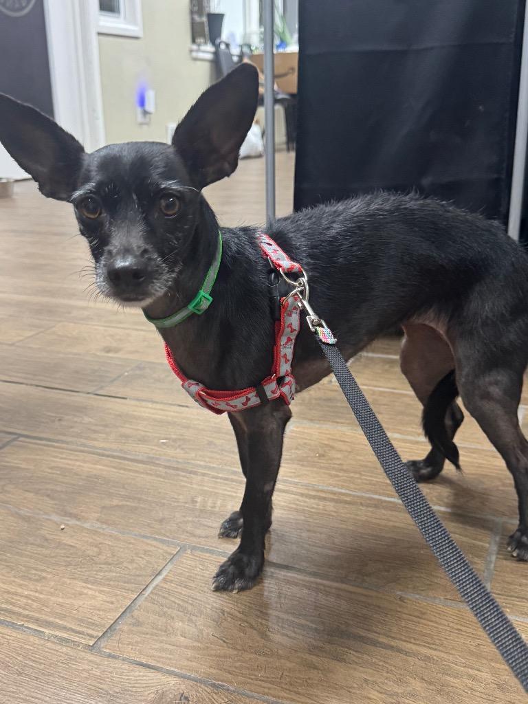 Enlarge Karmen $450, a Adoptable mixed breed in Milwaukee, WI image 2/5