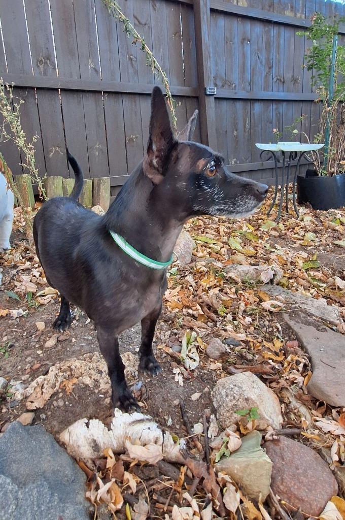 Enlarge Karmen $450, a Adoptable mixed breed in Milwaukee, WI image 3/5