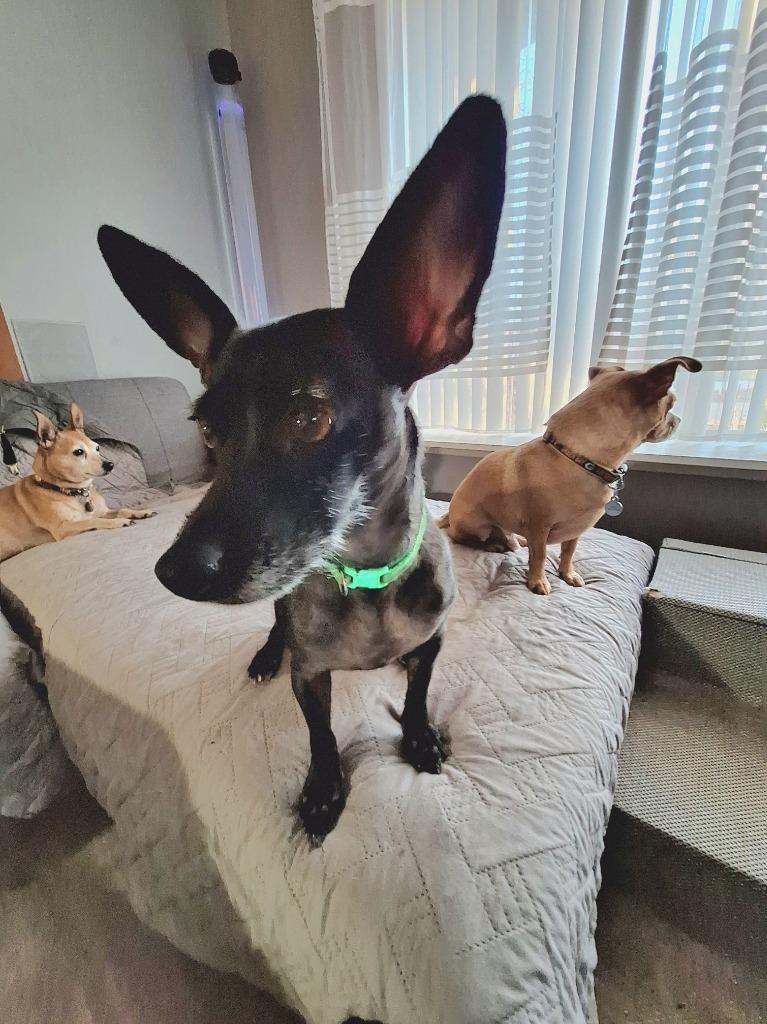 Enlarge Karmen $450, a Adoptable mixed breed in Milwaukee, WI image 4/5