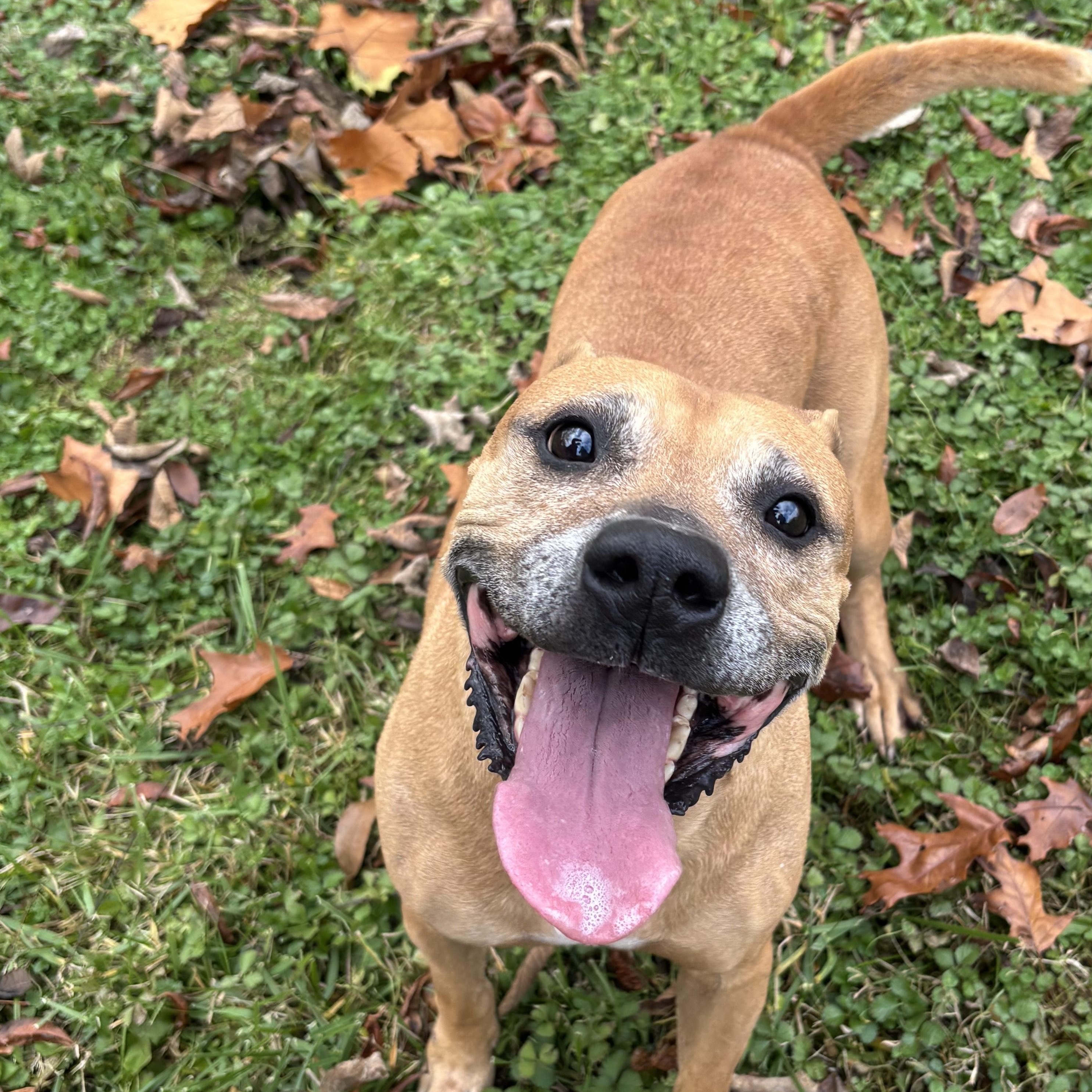 Cider, ADOPTABLE, Senior Female Pit Bull Terrier.