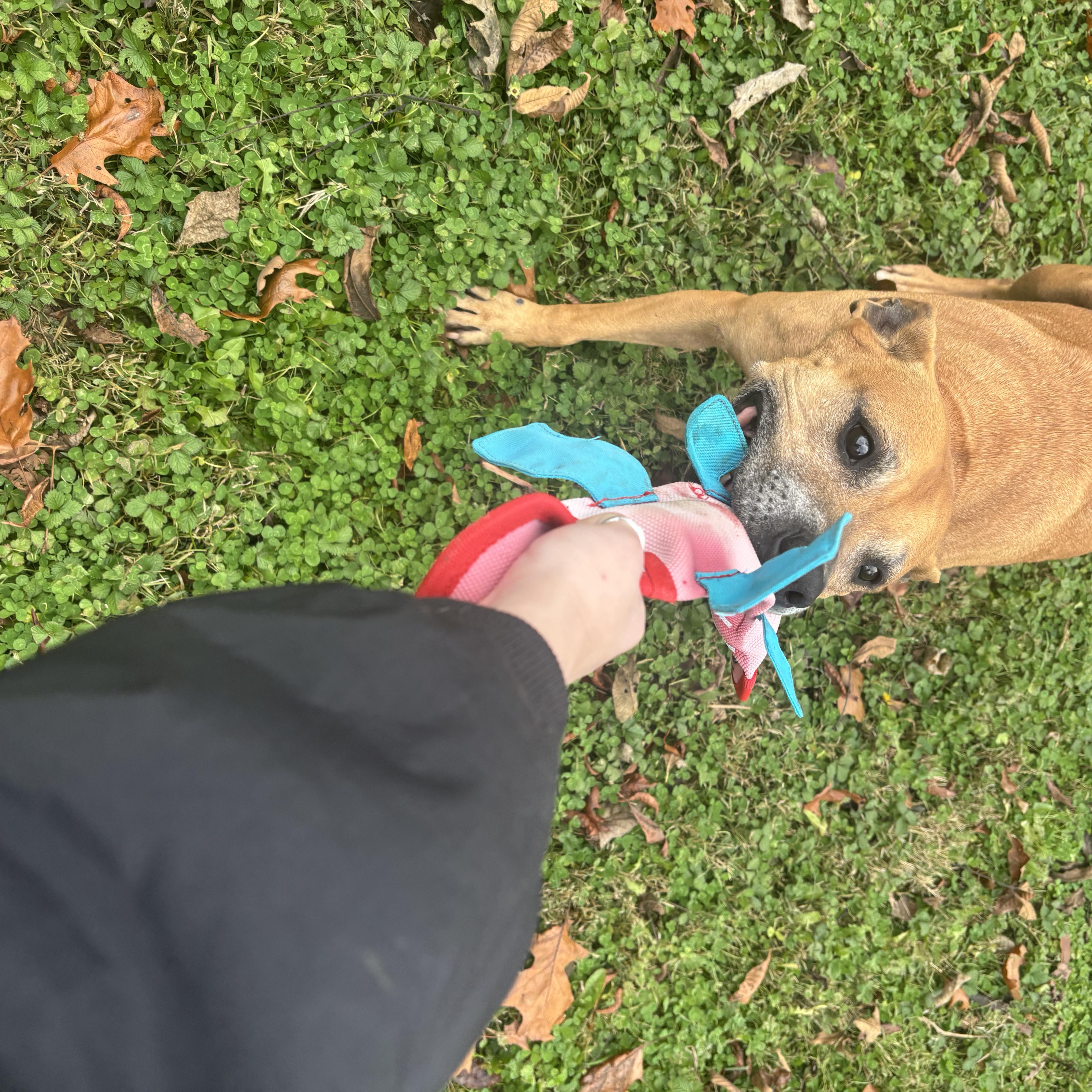 Enlarge Cider, a ADOPTABLE mixed breed in Circleville, OH image 2/4