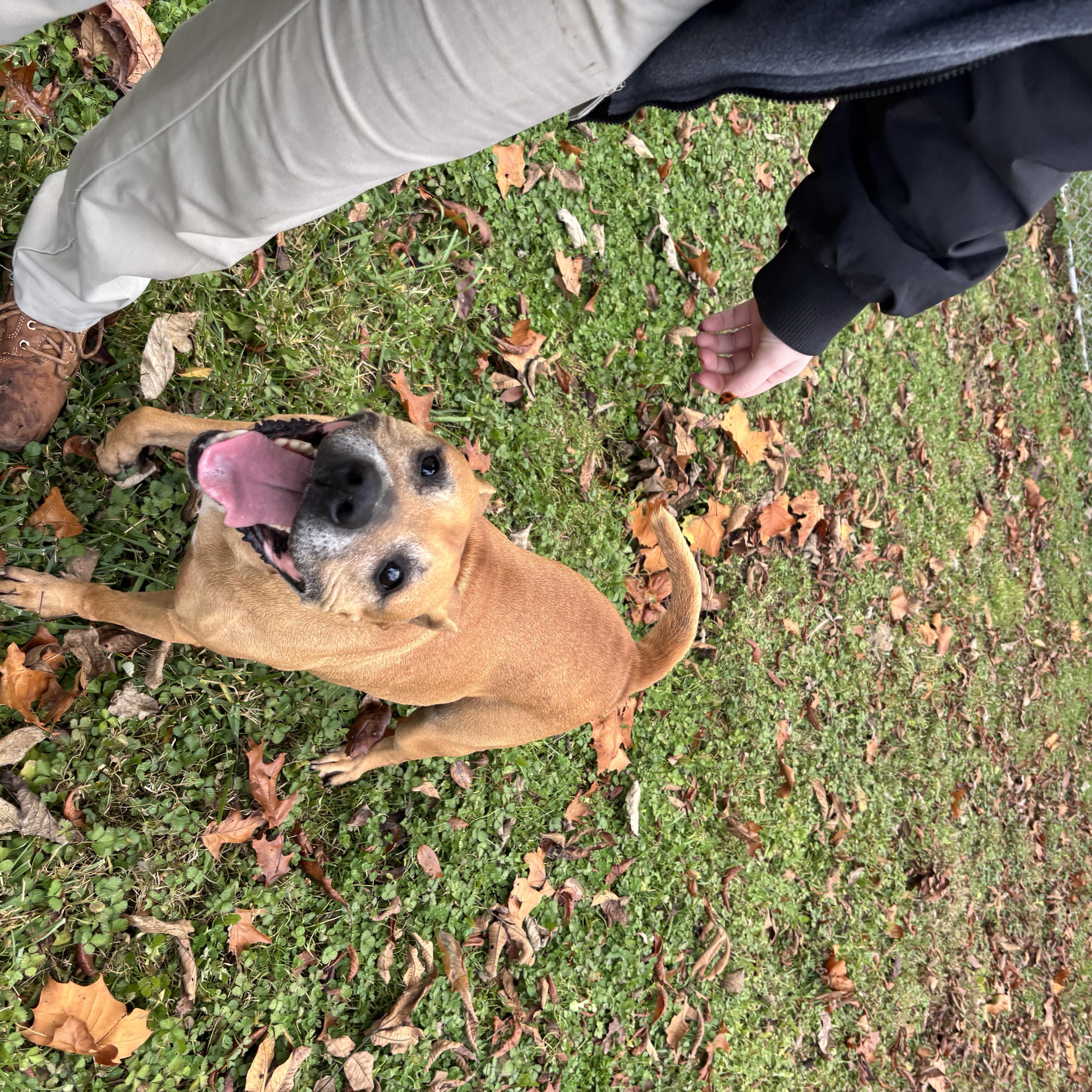 Enlarge Cider, a ADOPTABLE mixed breed in Circleville, OH image 3/4