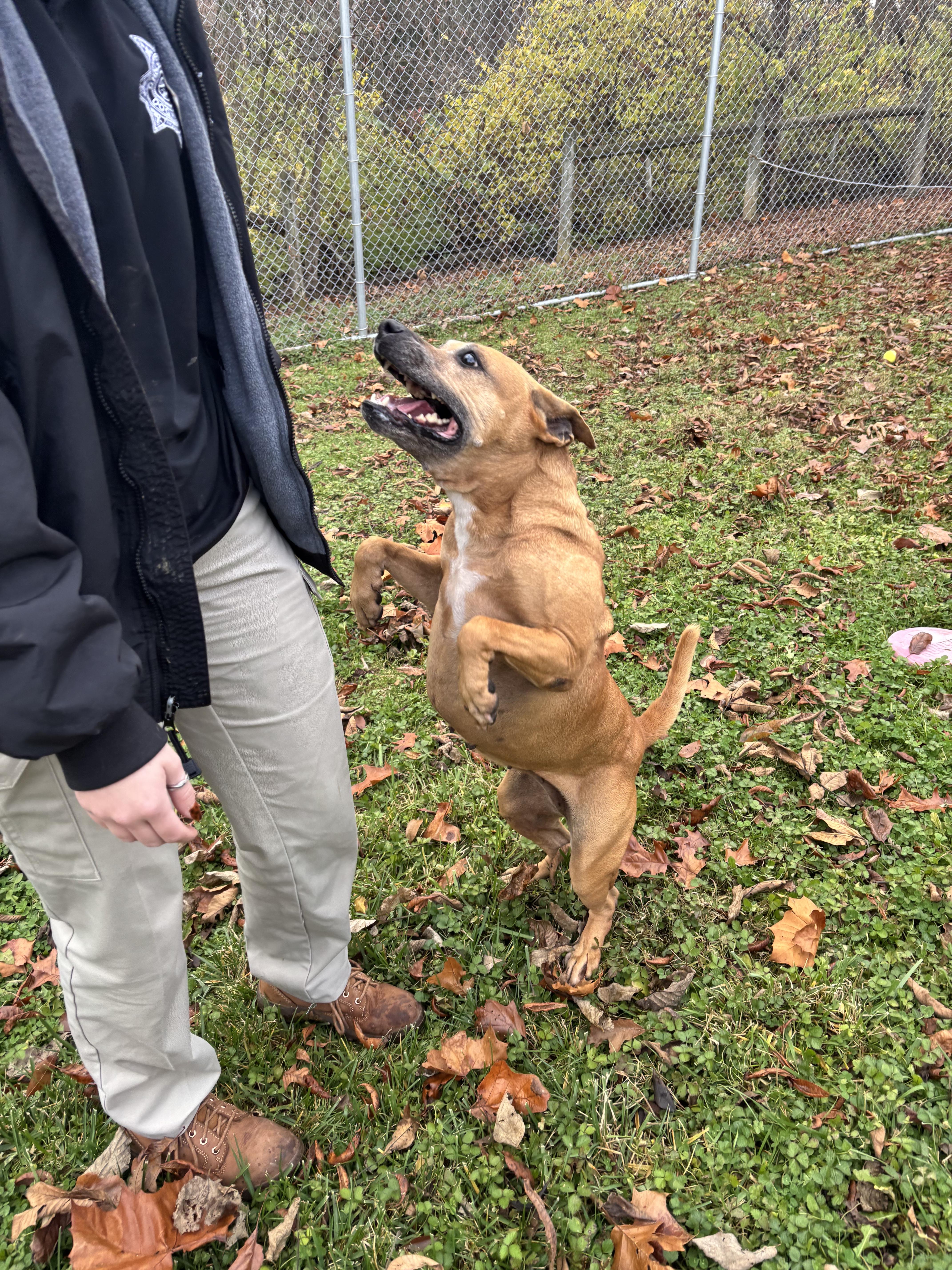 Enlarge Cider, a ADOPTABLE mixed breed in Circleville, OH image 4/4