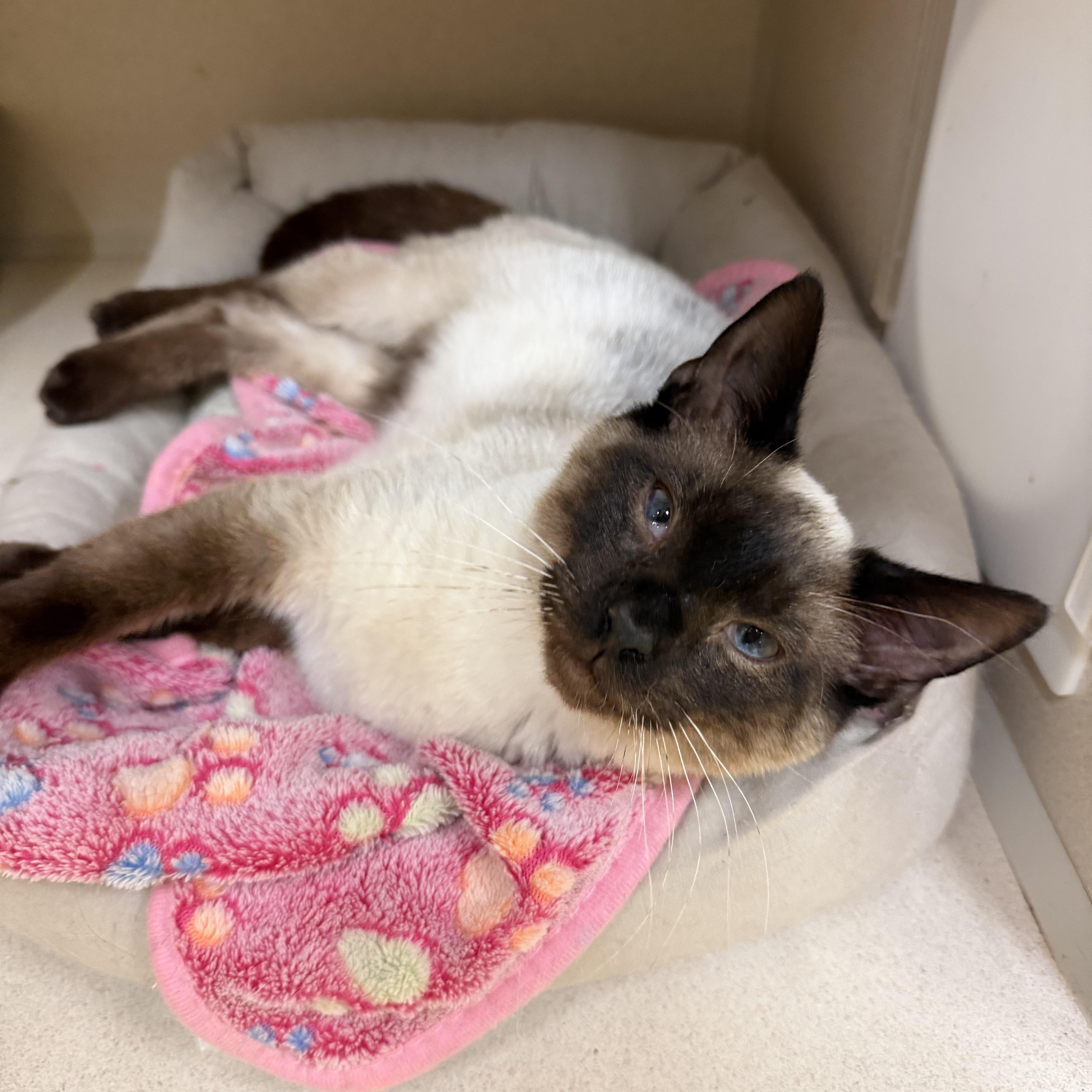 Enlarge Thai, a ADOPTABLE Siamese in Hudson, NY image 1/1