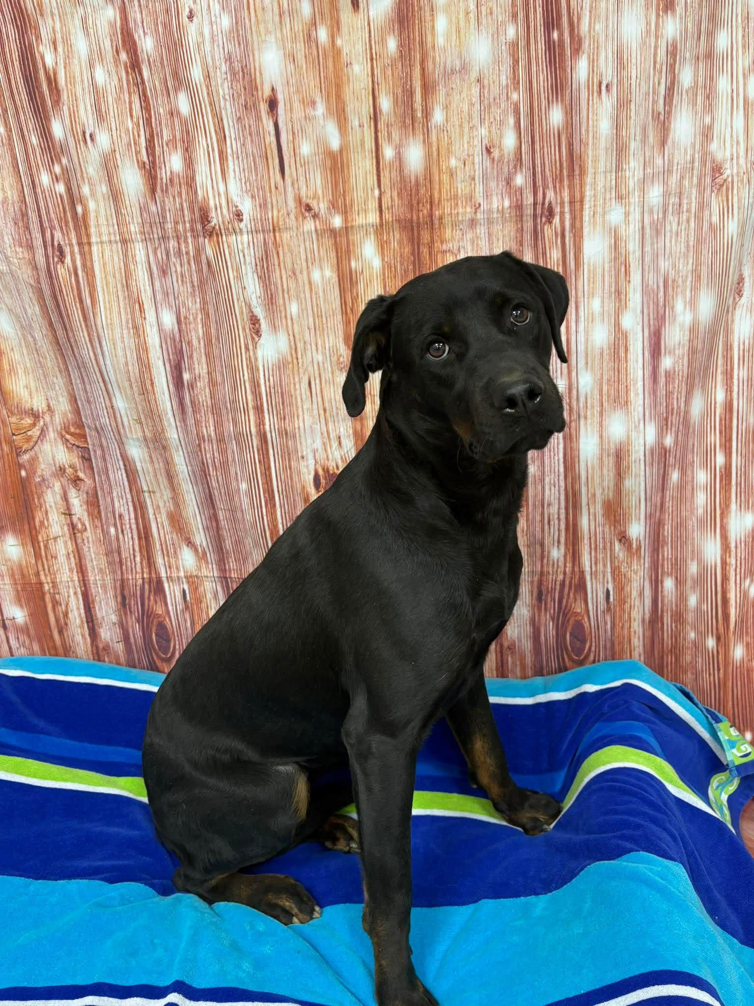 Creslyn, Adopted, Adult Female Rottweiler.