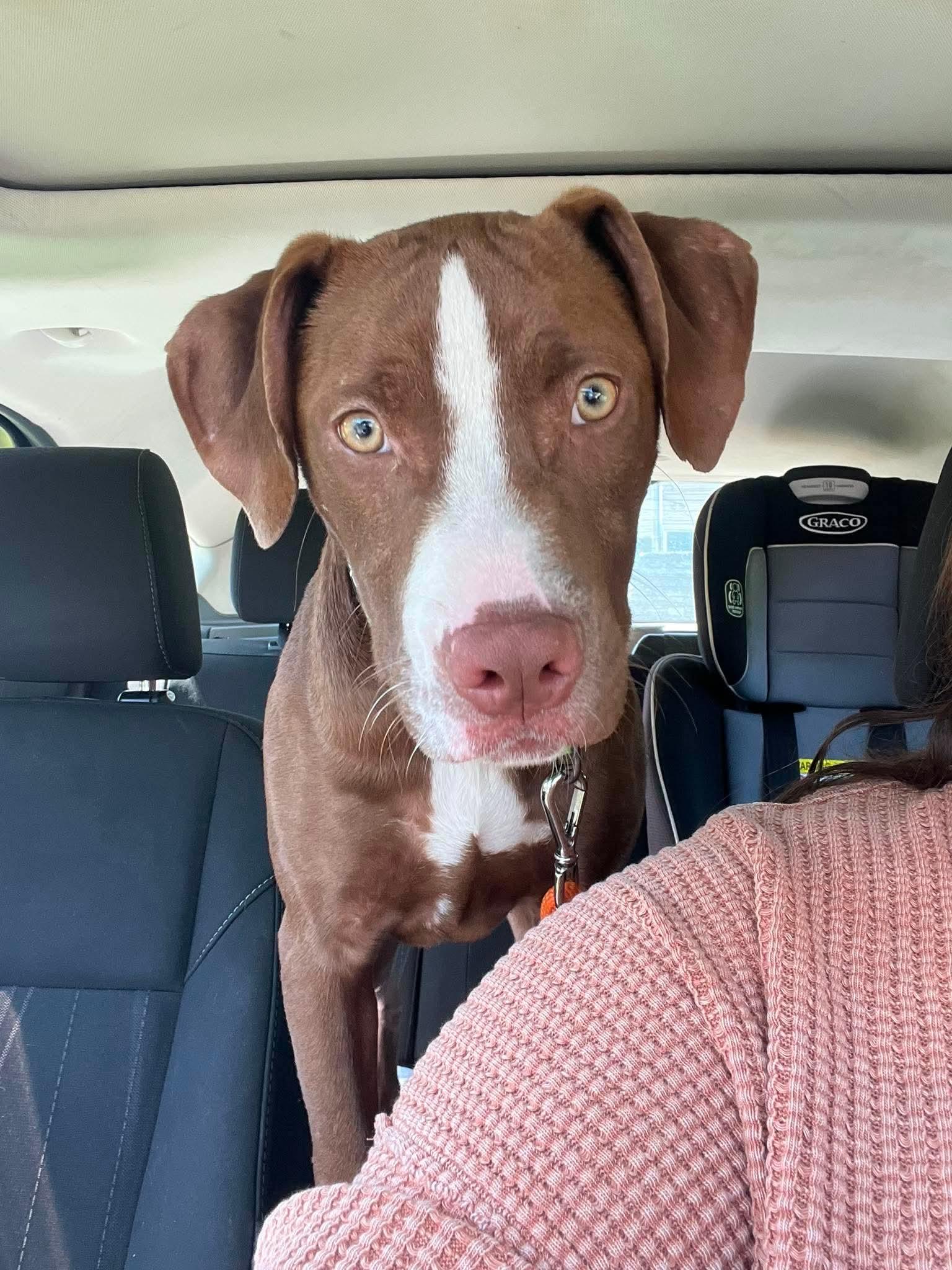 Joker, ADOPTABLE, Puppy Male Mixed Breed.