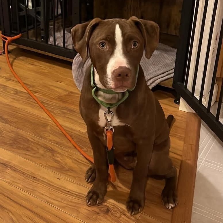 Joker, a ADOPTABLE Mixed Breed in Highland, NY image 3/5