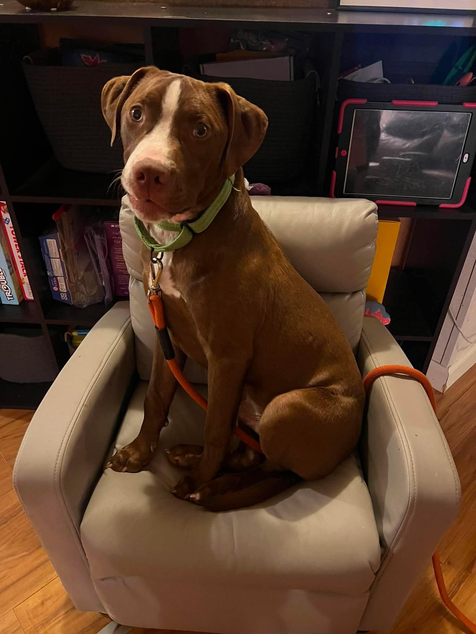 Joker, a ADOPTABLE Mixed Breed in Highland, NY image 2/5