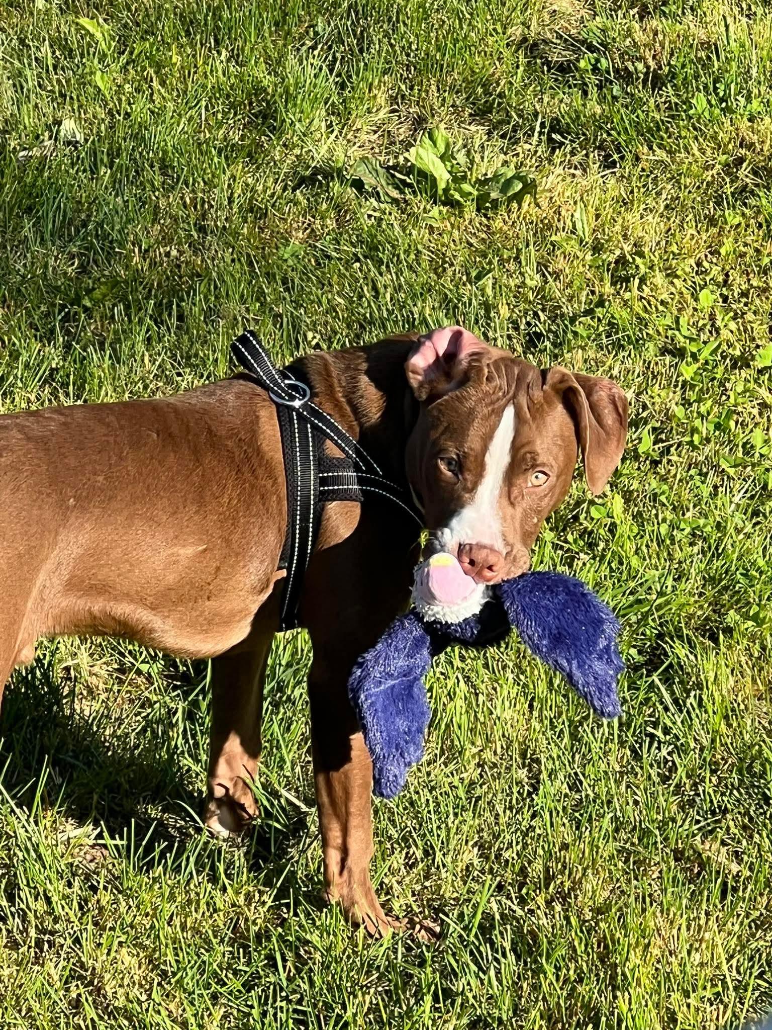 Joker, a ADOPTABLE Mixed Breed in Highland, NY image 5/5