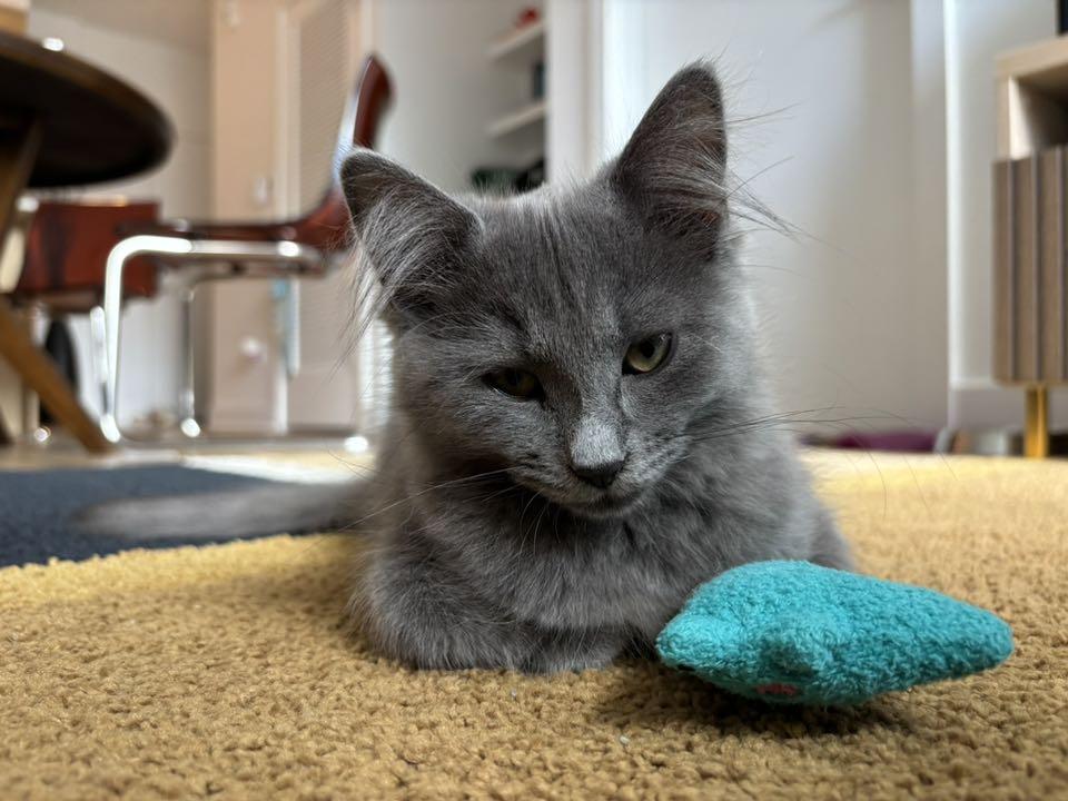 Monstera, Pothos , and Aloe (known as the toxic plants litter ) Pothos is reserved, a Adoptable Domestic Short Hair in Montreal, QC image 5/5