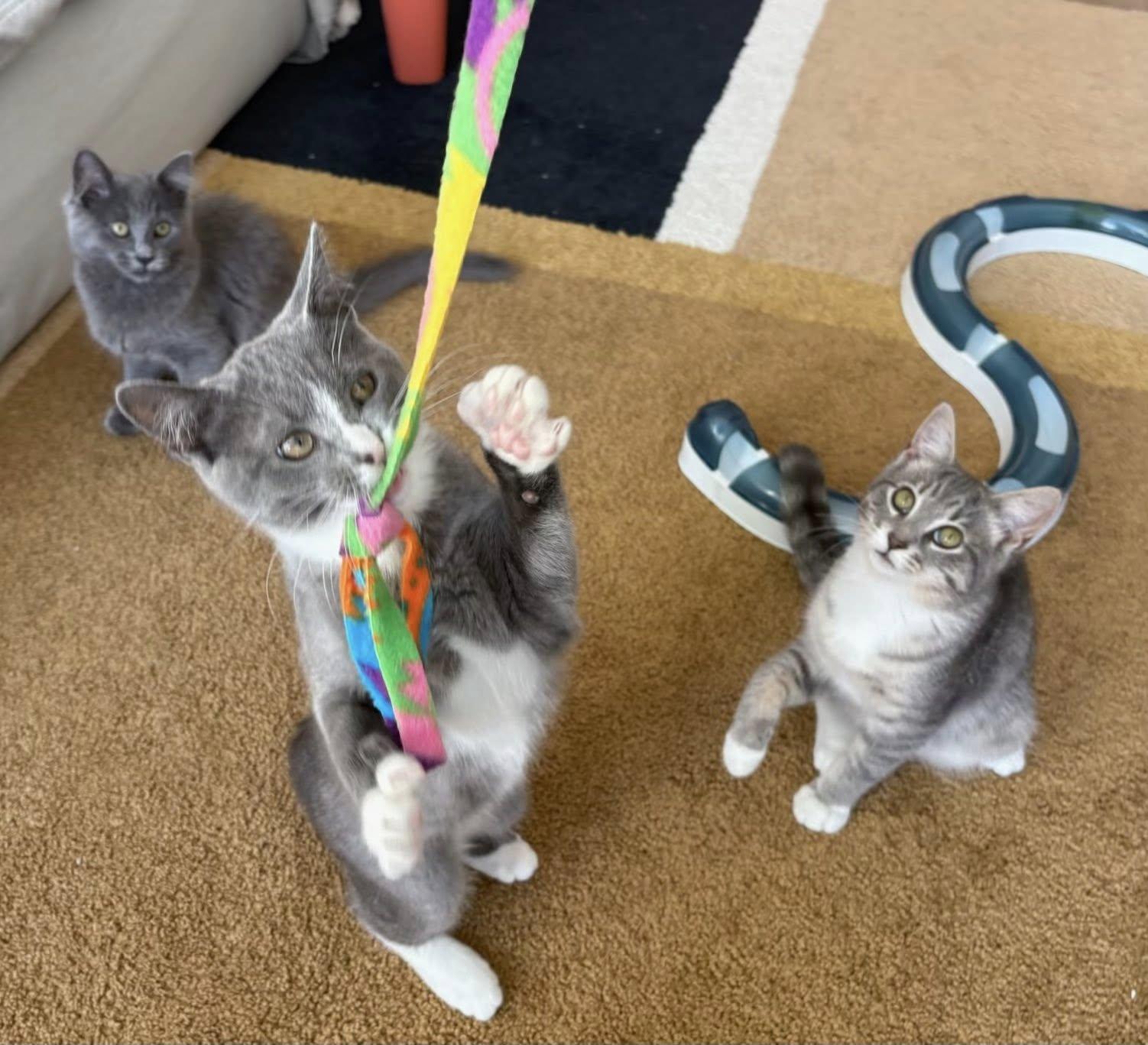 Monstera, Pothos , and Aloe (known as the toxic plants litter ) Pothos is reserved, Adoptable, Kitten Female Domestic Short Hair.