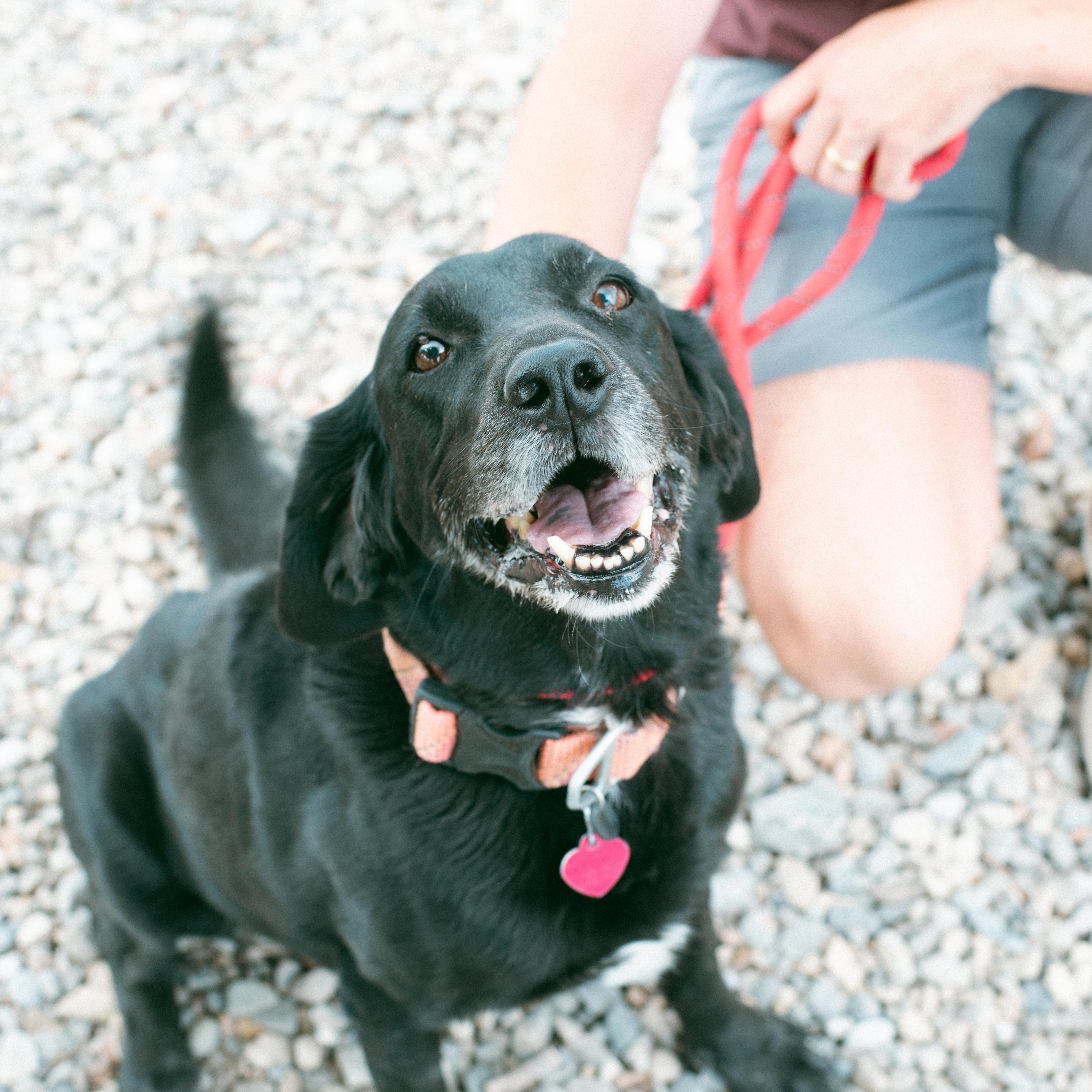 Satchmo (aka Satchi) photo 2