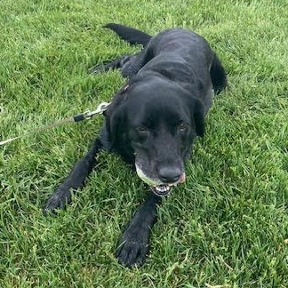 Satchmo (aka Satchi), an adoptable Black Labrador Retriever in Thayne, WY, 83127 | Photo Image 2