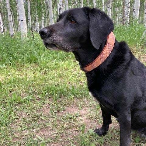 Satchmo (aka Satchi), an adoptable Black Labrador Retriever in Thayne, WY, 83127 | Photo Image 1
